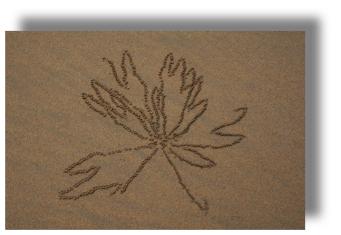Sand Flower